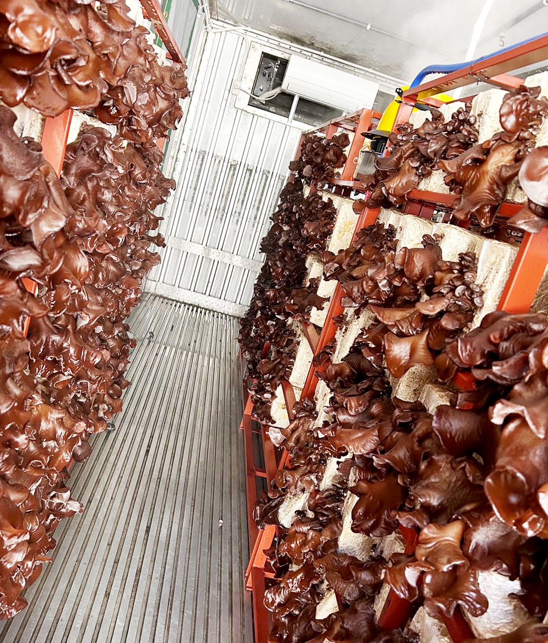 コンテナ内で栽培されているキクラゲ